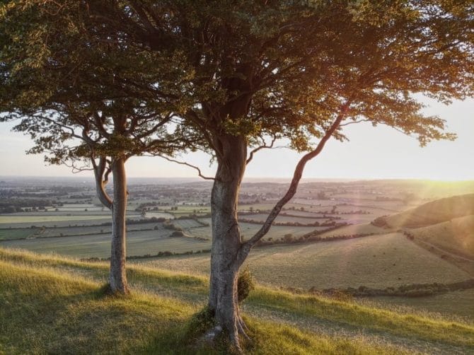 Roundway Hill Tree Shot